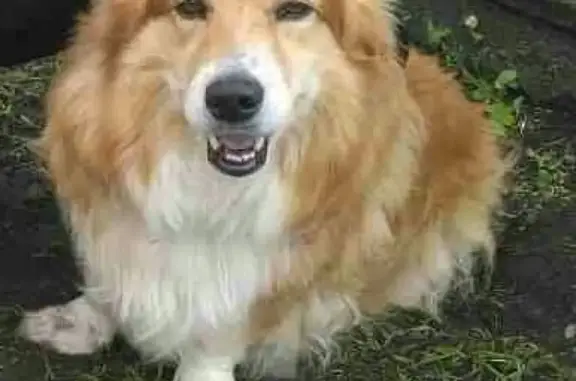 Пропала собака ПУНЯ в Железногорске, Курская область