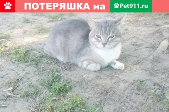 Пропала кошка Гуфик в п. Сергиевском, Московская область