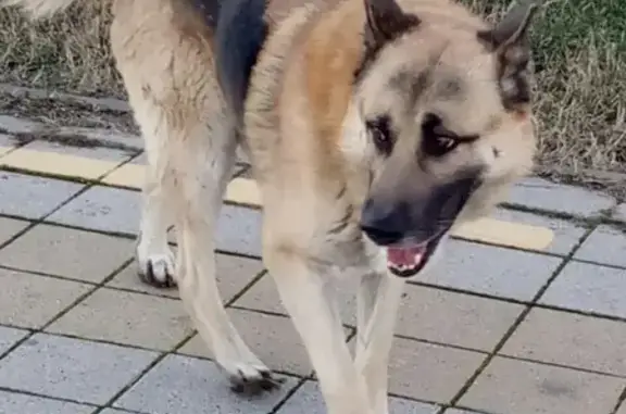 Найдена собака на улице Фрунзе