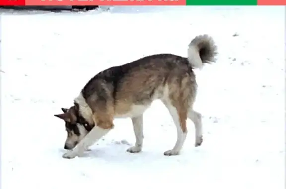 Найдена собака в Курортном районе СПб