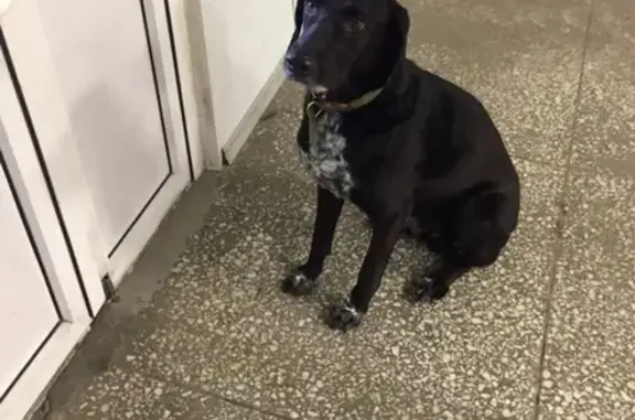 Найдена собака на ул. Матросова в Тольятти