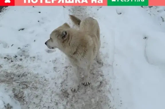 Найдена собака в Переславле-Залесском!