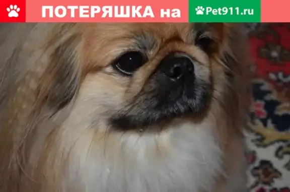 Пропала собака в Усть-Лабинске, помогите найти!