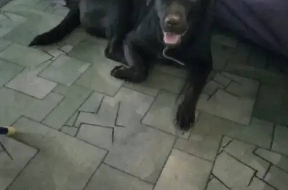 Пропала собака Ляля в Еманжелинске
