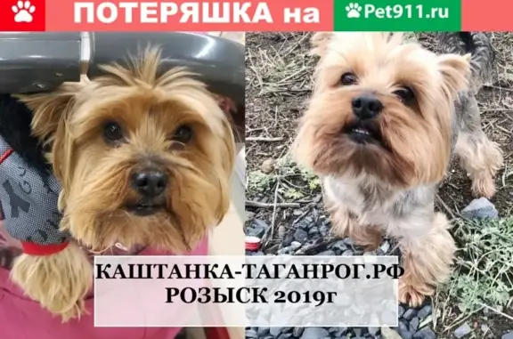 Пропала собака в Таганроге, район ПМК, имеет чип и нуждается в операции.