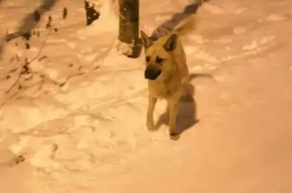 Найдена потеряшка собака в Одинцово, Московская область