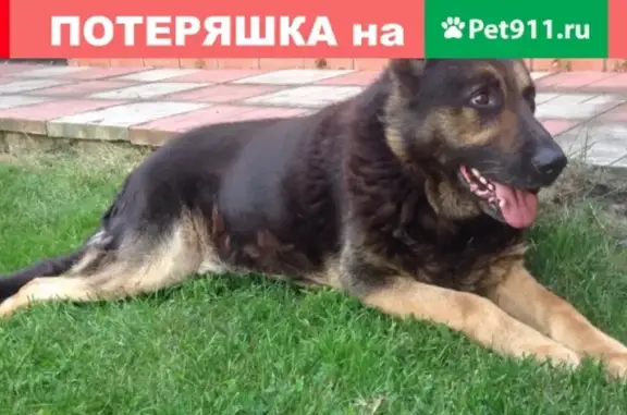 Пропала собака Борман в поселке Солнечный, Омск