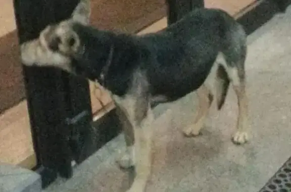 Найдена собака в Морвокзале, ищет хозяина.