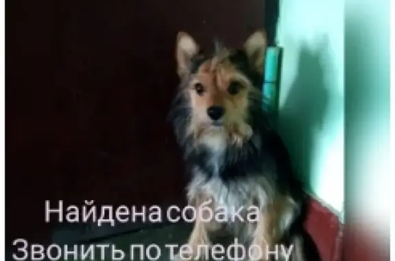 Найдена собака на улице Перекопская!