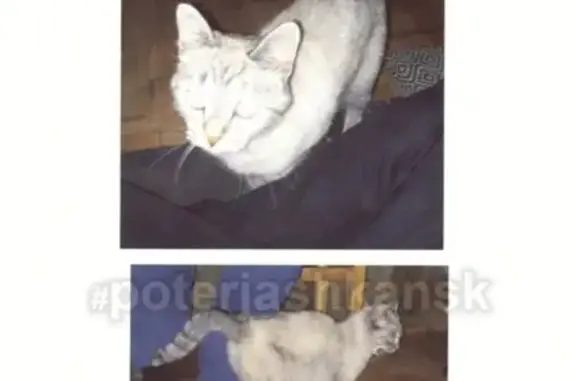 Найдена кошка на Дачном шоссе, ДНТ «Ельцовка»