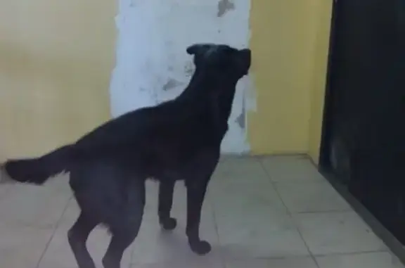 Найдена собака в микрорайоне Первомайский, ищем хозяев!