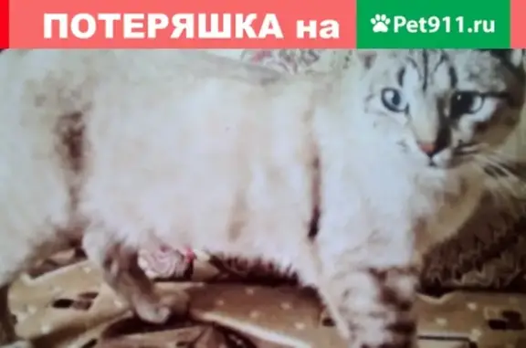 Пропала кошка в Лабинске, район 7 школы, зовут Маша