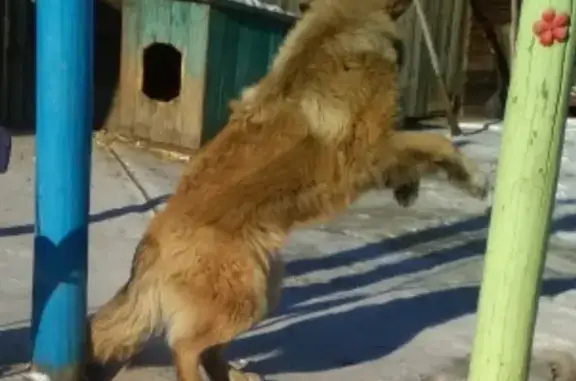 Пропала собака в Атамановке, Чита