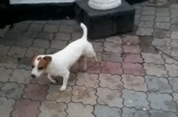 Найдена собака Аэлита Павлова в Севастополе