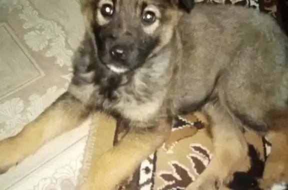 Пропала собака возле детсада 11, ул. Кр.Армии, Алапаевск
