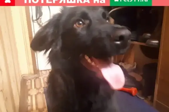 Пропала собака Тима в Алексине, Тульская область