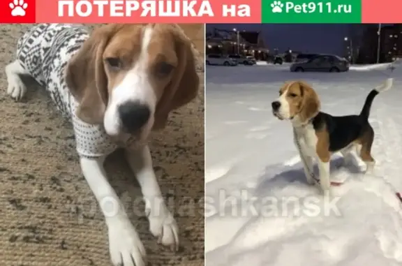 Пропала собака в Новосибирске, помогите найти!