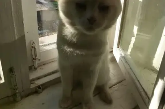 Пропала кошка Бася в Лисках, Воронежская область