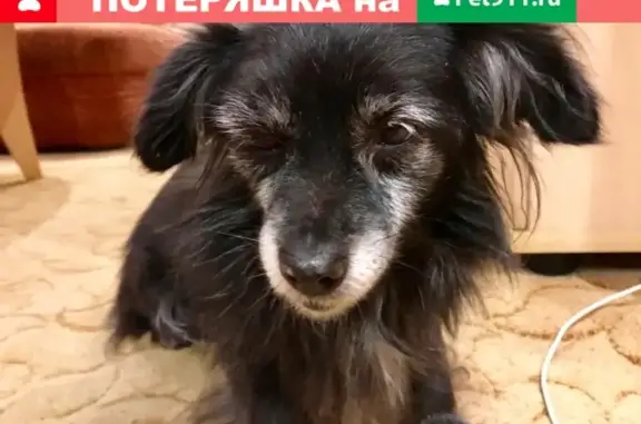 Найдена собака на Первомайской, Мурманск