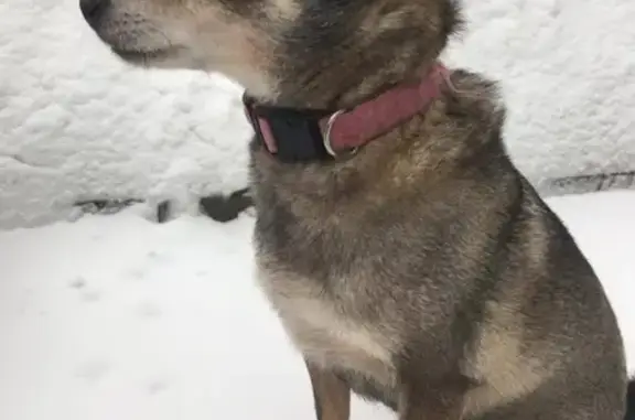 Найдена собака с розовым ошейником в Чертаново Южное, Москва