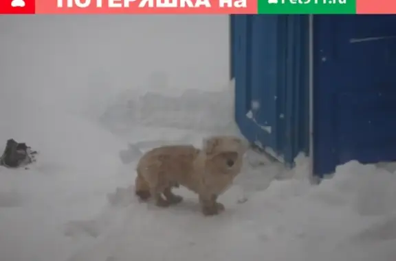 Собака-болонка найдена в Нижнем Новгороде.
