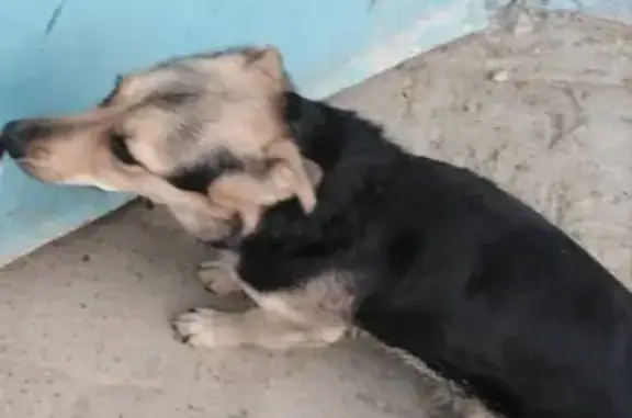 Найдена собака на ул. Шендрикова в Воронеже