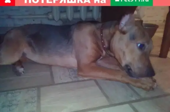Найдена собака у подъезда в Омске