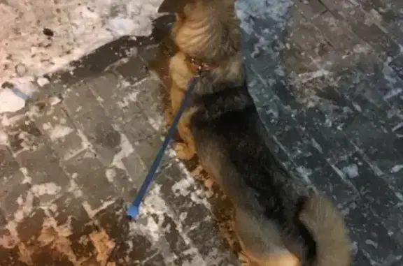 Найден пёс на ул. Шевченко, Екатеринбург