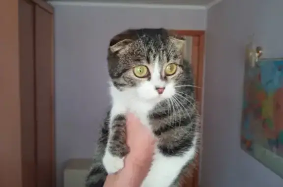 Найдена британская кошка в Краснодаре на ул. Симферопольской