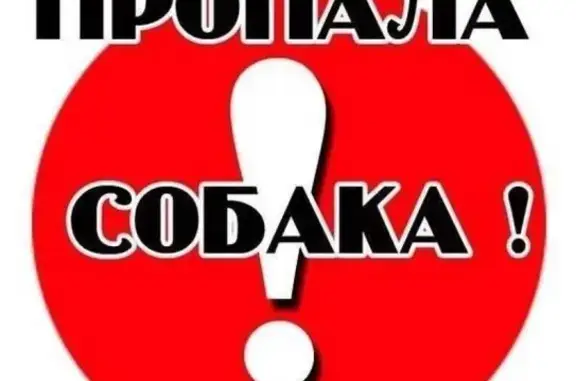 Собаки потеряшки, Ярославль, фото: Потеряшка собака в Ярославле, помогите найти!