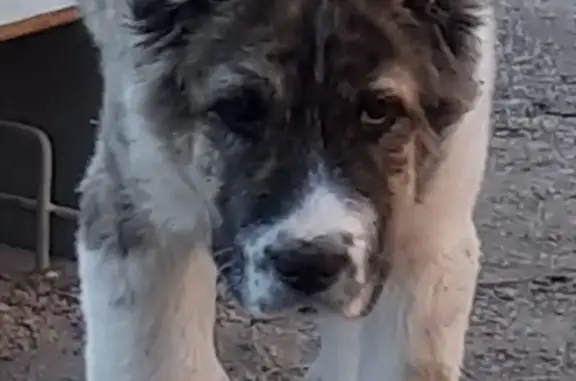 Пропала собака в Якутске, вознаграждение за находку.