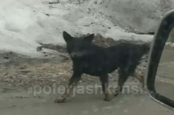Пропала собака Черныш без хвоста в Юном Ленинце