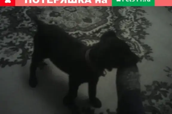 Найден щенок в ошейнике на ул. Зои Космодемьянской, Волгоградская область