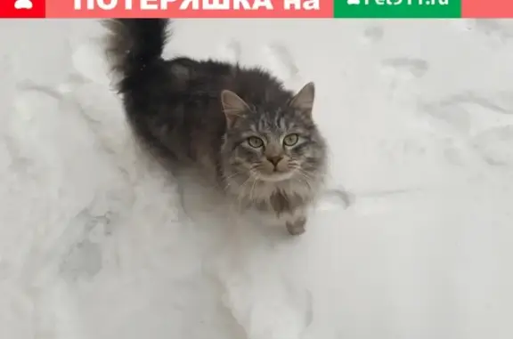 Найдена кошка на ул. Октябрьская, Сызрань