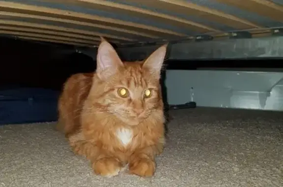 Найдена рыжая кошка на ул. Крауля, 85