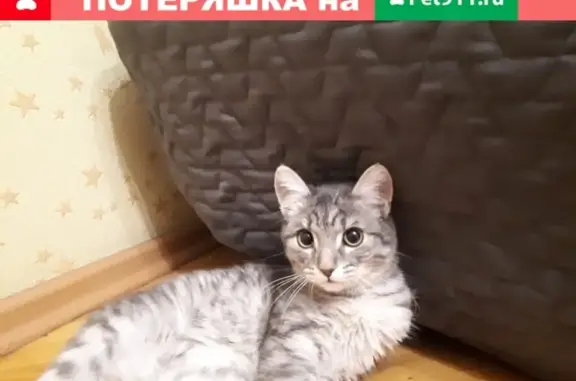Найден котенок в Бийске