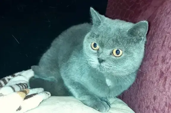 Найден британский кот, ищем хозяев (Магнитогорск)