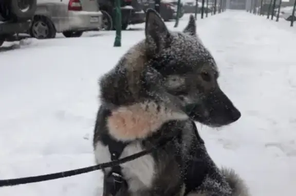 Найдена собака на Пискаревском проспекте