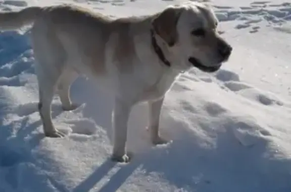 Пропала собака в Княгинино, Нижегородская область