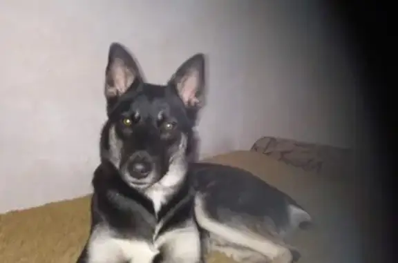 Собаки потеряшки, Липецк, фото: Потеряшка собака Дик в Липецке