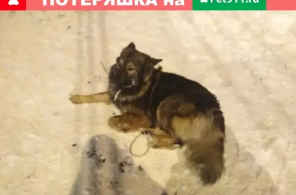 Собака найдена на остановке в Чебоксарах