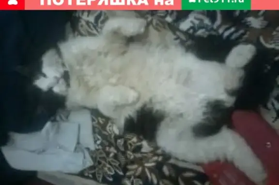 Пропала кошка в Волосовском районе, Торосово