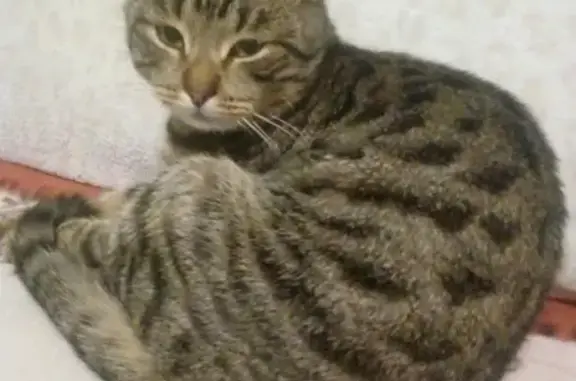 Пропала кошка Яша в Боровском совхозе