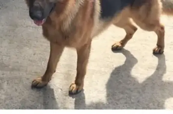 Пропала собака Карат в Комсомольске-на-Амуре