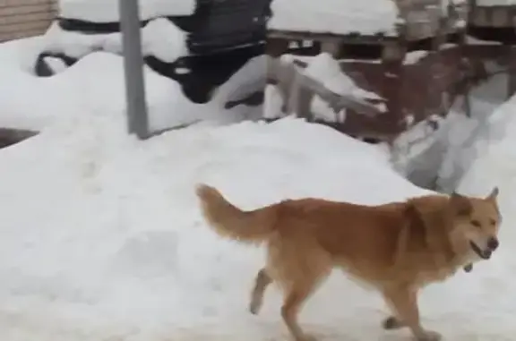 Найдена собака на Базовом переулке, 13 в Великом Новгороде