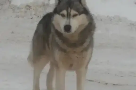 Найдена собака на Казанском направлении