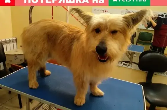 Пропала собака Рыжий на улице Яковлева, Томск