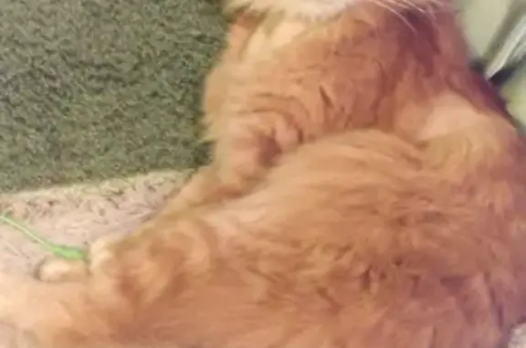 Кошки потеряшки, Набережные Челны, фото: Потеряшка кот Лисик у дома 47/27, Набережные Челны