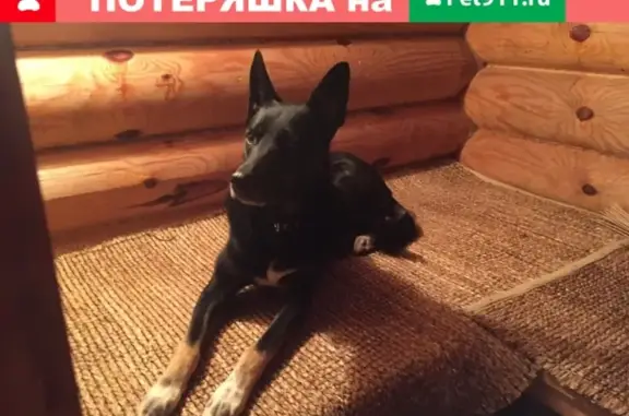 Собаки потеряшки, Ульяновск, фото: Потеряшка собака в Ульяновске, помогите найти!