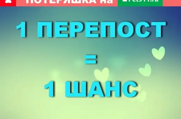 Пропала собака на улице Плеханова в Калуге